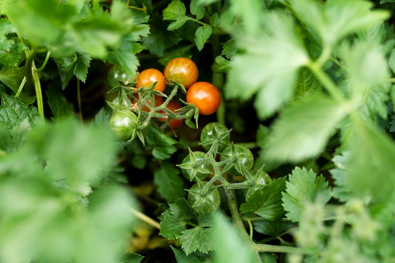 jak przyspieszyć owocowanie pomidorów, fot. Freepik