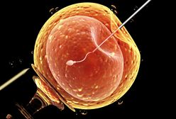 Bydgoszcz dołoży do in vitro dla bezpłodnych par