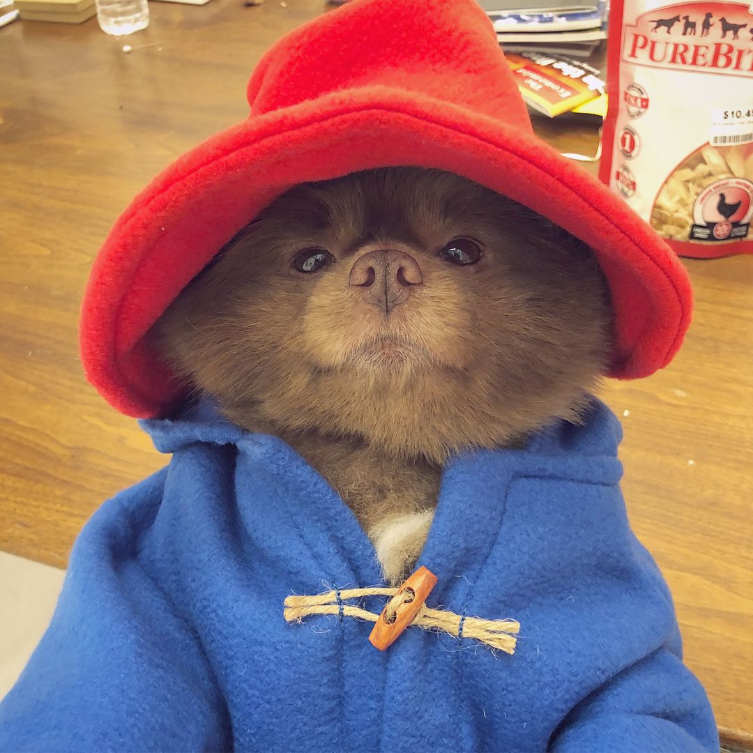 Pomeranian, który wygląda jak Miś Paddington. Internauci oszaleli na jego punkcie 