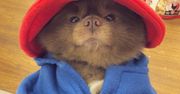 Pomeranian, który wygląda jak Miś Paddington. Internauci oszaleli na jego punkcie