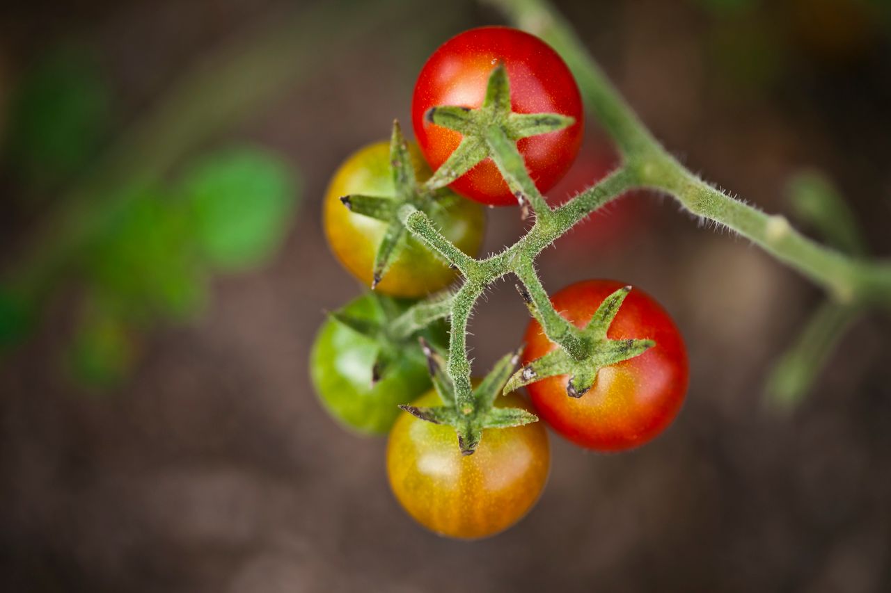pierwsze nawożenie pomidorów, fot. getty images
