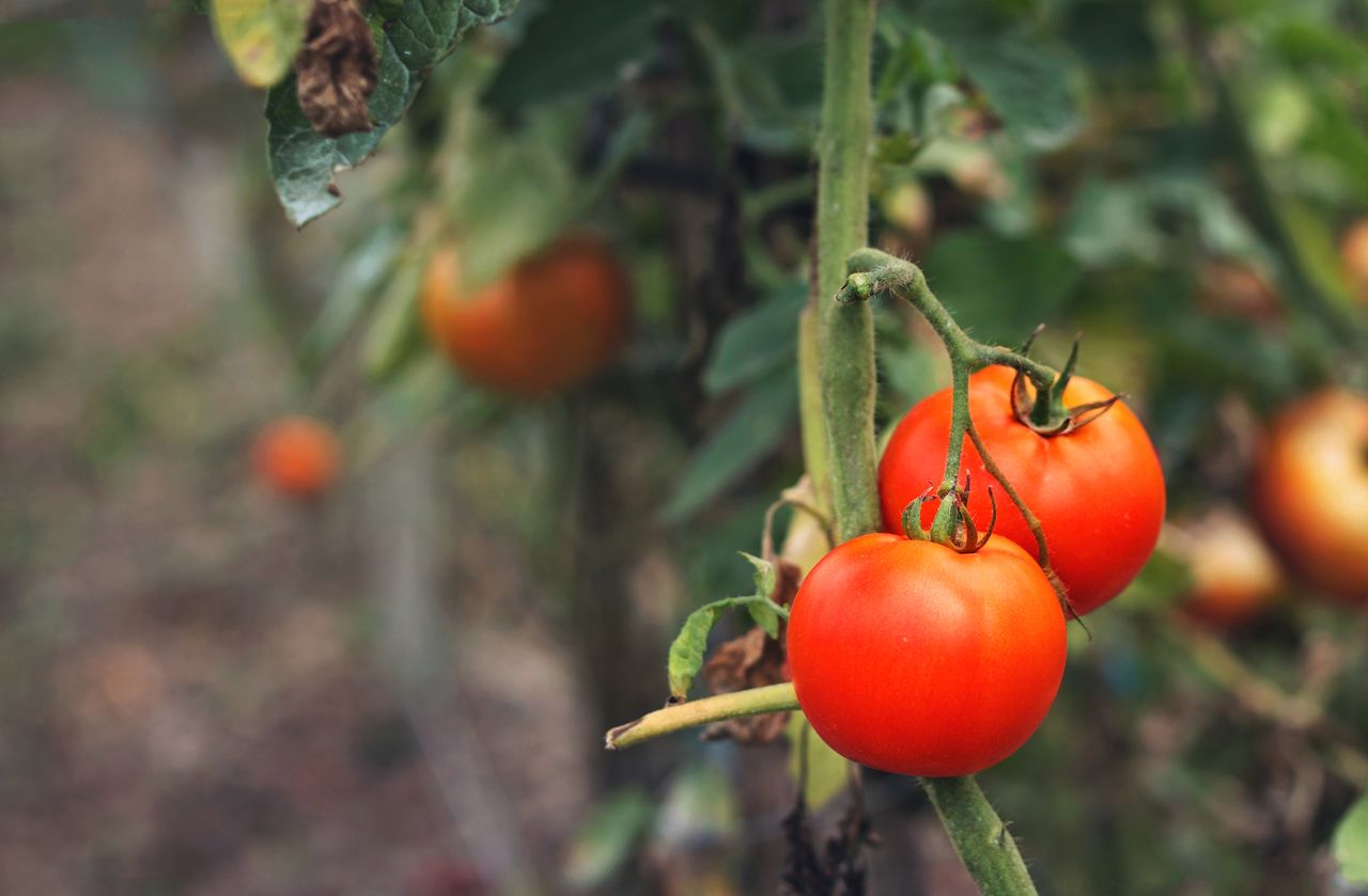 pierwsze nawożenie pomidorów, fot. getty images