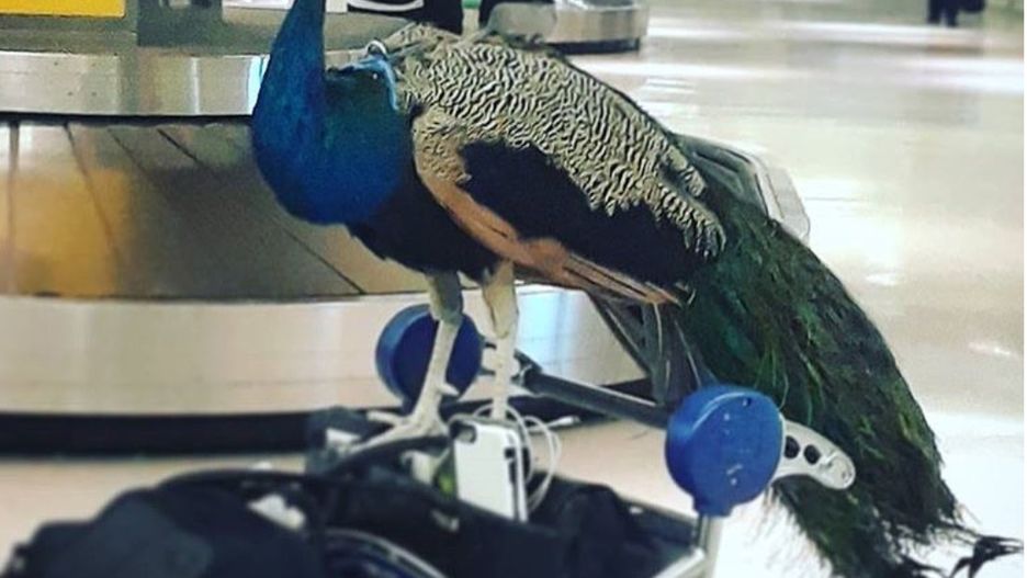 Dexter ma swój profil na Instagramie. Chętnie pozuje do zdjęć i spaceruje po mieście na smyczy