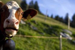 Gospodarstwo płaciło pensje pracownikom padłymi cielakami