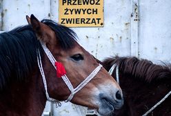 Skaryszewski Jarmark Koński "Wstępy"