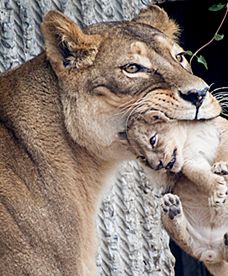 Zoo w Kopenhadze znowu zabija zwierzęta