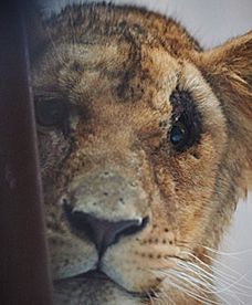 Są atrakcją gdańskiego zoo