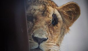 Są atrakcją gdańskiego zoo