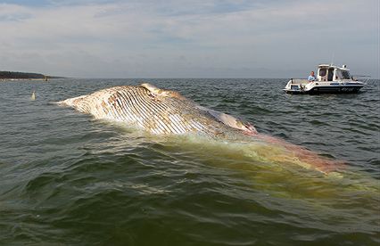Martwy wieloryb w pobliżu plaży w Stegnie