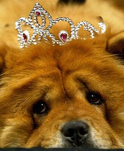 Polka zaniedbywała 13 psów, teraz nie może mieć żadnego