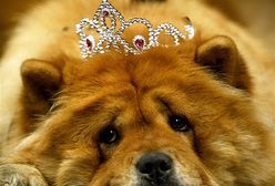 Polka zaniedbywała 13 psów, teraz nie może mieć żadnego