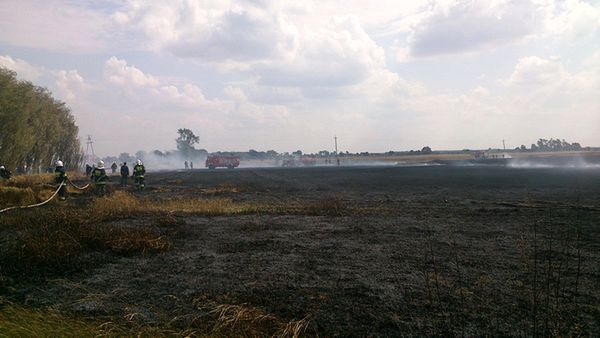 Spłonęły hektary zbóż w Wielkopolsce. Podsycony przez wiatr ogień zagrażał zabudowaniom