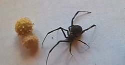 Jadowity pająk w sprowadzonym ze Stanów Zjednoczonych aucie