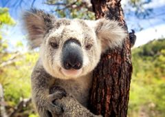 Australia - groźne spotkanie z koalą