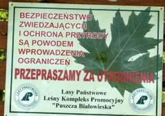 Puszcza Białowieska - popularne szlaki zamknięte dla turystów