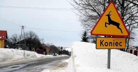 Specjaliści ostrzegają przed dziką zwierzyną
