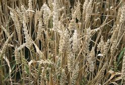 Dramat rolników. Oddają plony za bezcen