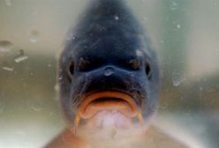 Karp ma prawa - ekolodzy namawiają do zgłaszania na policję przypadków dręczenia ryb