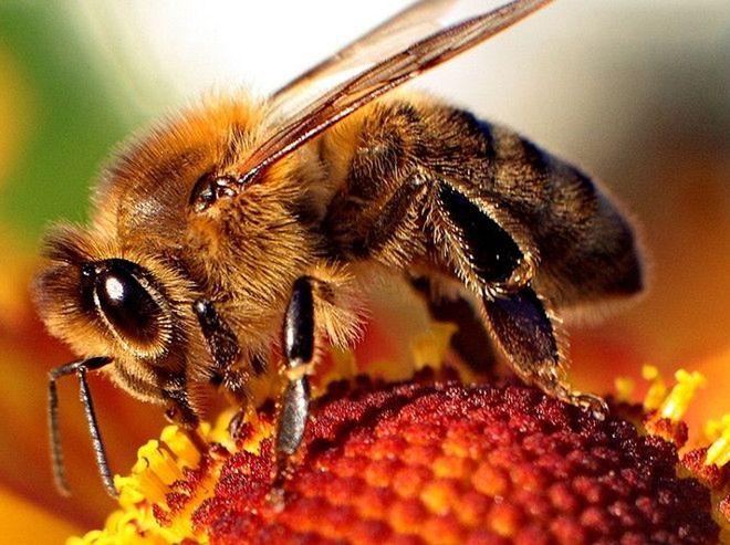 Tresują pszczoły do wykrywania min