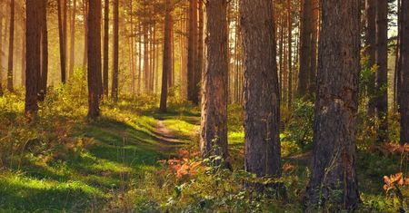 Dzień Dzikiej Flory, Fauny i Naturalnych Siedlisk. Ich ochrona to obowiązek nas wszystkich