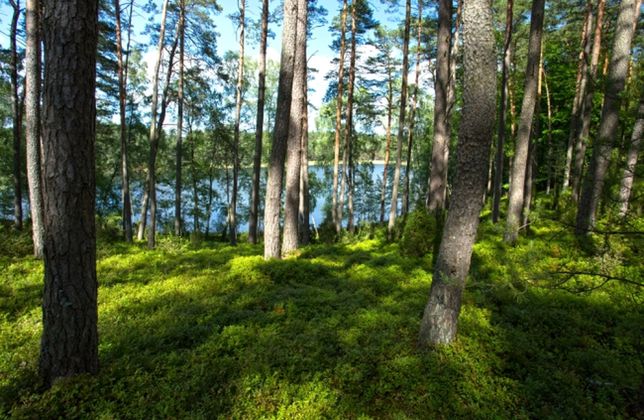 Bory Tucholskie (fot. Tomasz Kubis / Fotolia.com) 