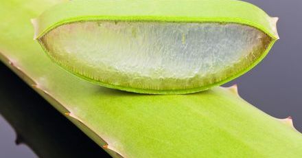 Jakie właściwości ma aloes?