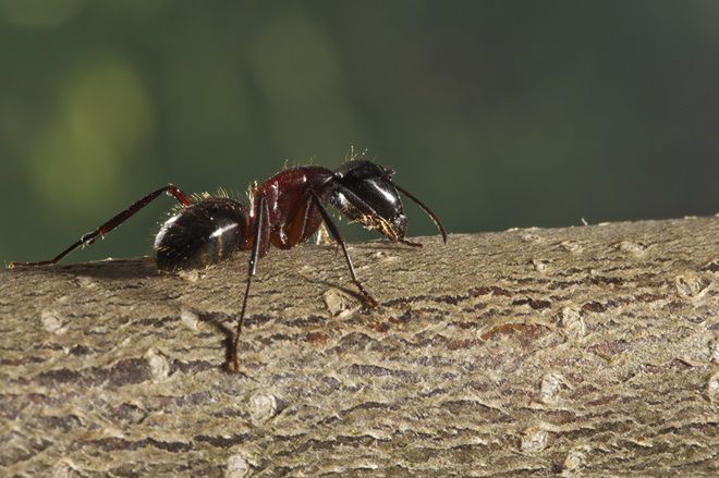 Jak pozbyć się mrówek z domu? Domowe sposoby