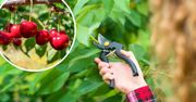 Przeprowadź jeden zabieg. Twoje czereśnie będą uginać się od owoców