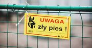 Przed urlopem zawsze wywieszam na ogrodzeniu tabliczkę. To nic, że wcale nie mam psa