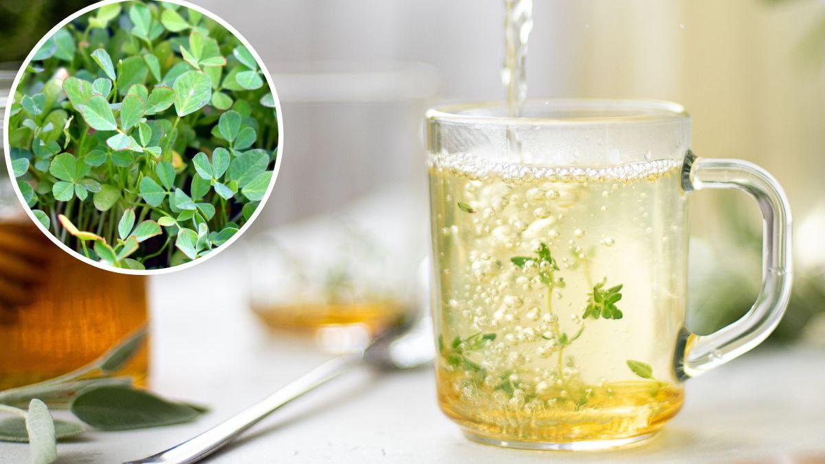 Herbata z kozieradki. Fot. AdobeStock, Pixabay