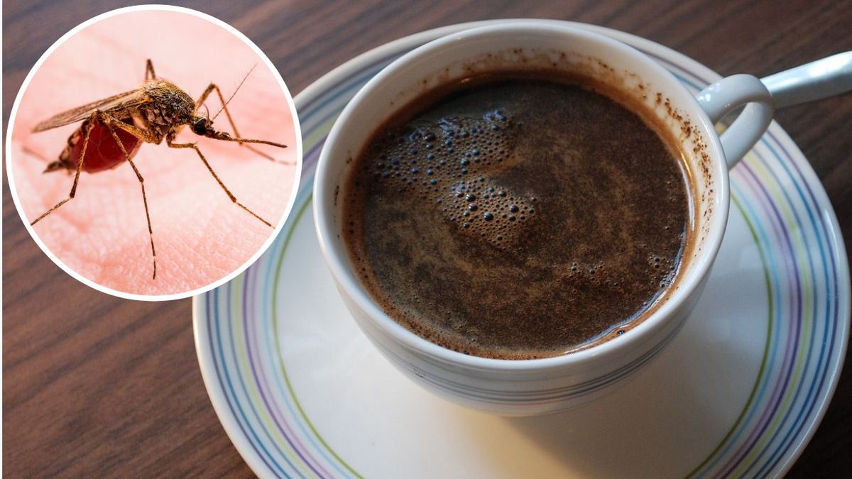 Kawa na komary. Fot. Pixabay, AdobeStock