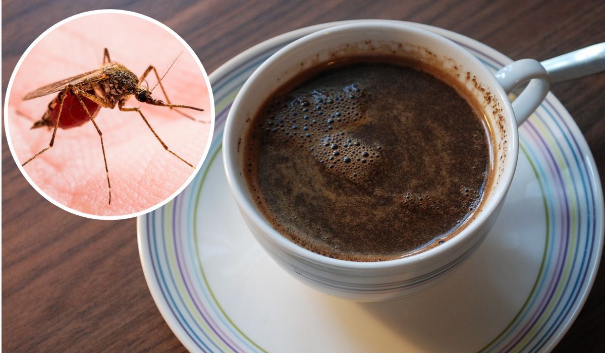 Ta kawa skutecznie odstrasza komary. Pozbędziesz się ich raz na zawsze
