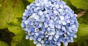 Dodaj do wody i podlej hortensje. Wyblakłe kwiaty odzyskają kolor