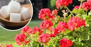 Wrzucam do wody i podlewam pelargonie. Nie mogę zliczyć nowych kwiatów