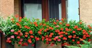 Raz w miesiącu zasilam pelargonie domowym nawozem. Nie mogę się nadziwić, jak kwitną