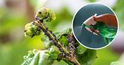 Mszyca panicznie boi się tej mieszanki. Jedno pryskanie i po owadach