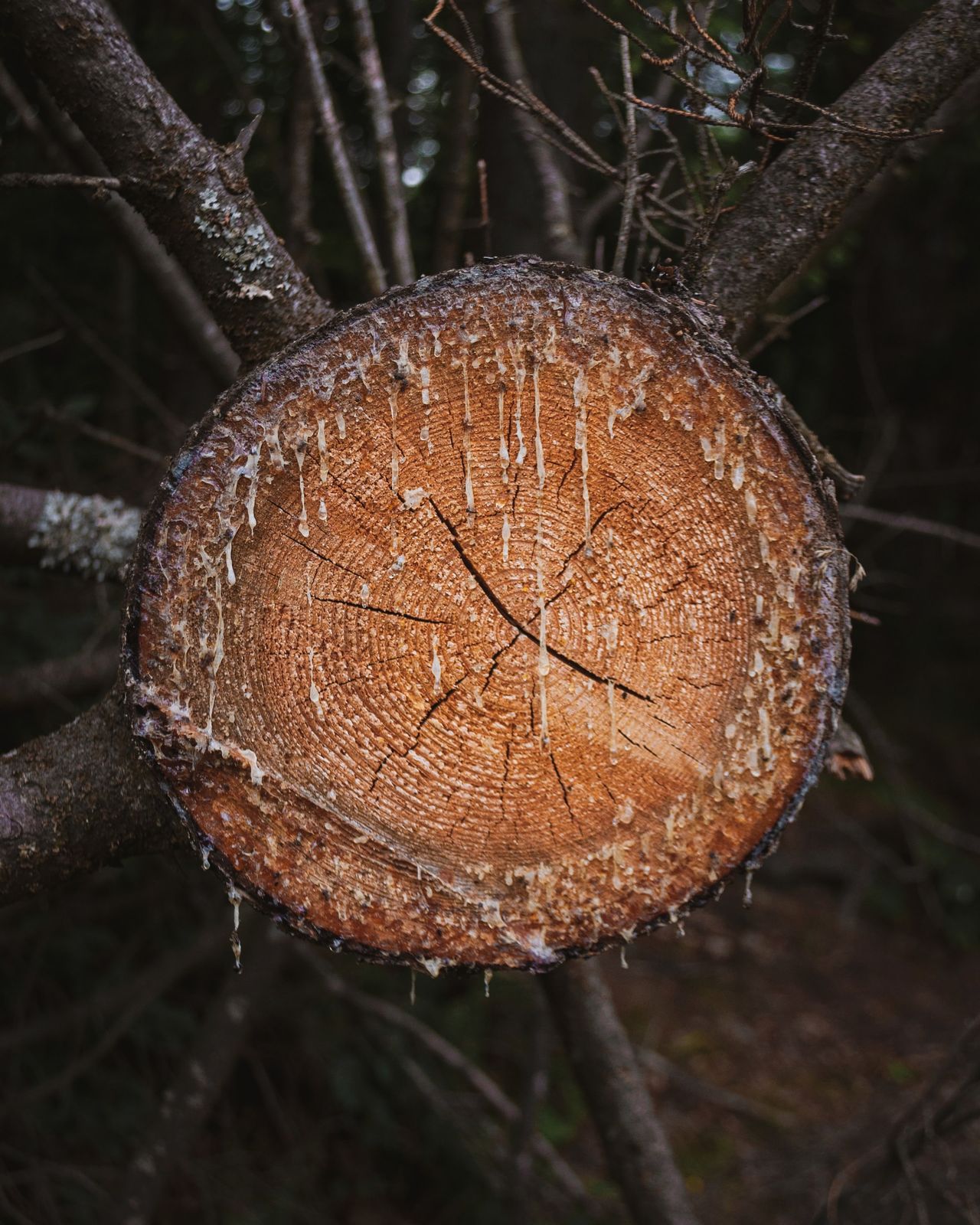 Jak usunąć plamy z żywicy, fot. Unsplash