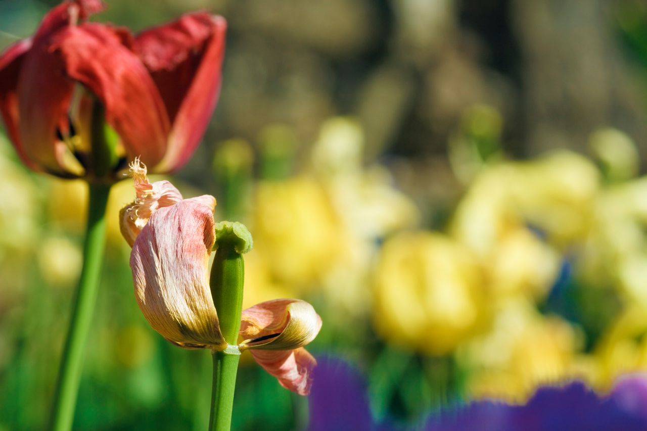 przekwitnięte tulipany, fot. gettyimages