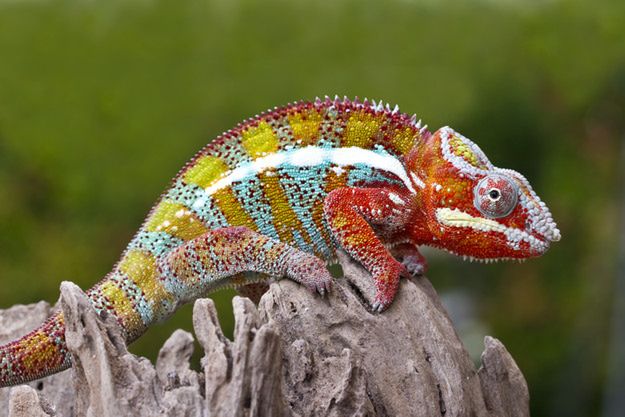 Obrazek