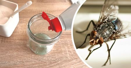 Pułapka na muchy zlikwiduje insekty w 30 minut! Składniki masz w domu