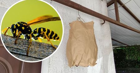 Zawieś przy wejściu do domu. Nigdy więcej nie zobaczysz os w pobliżu