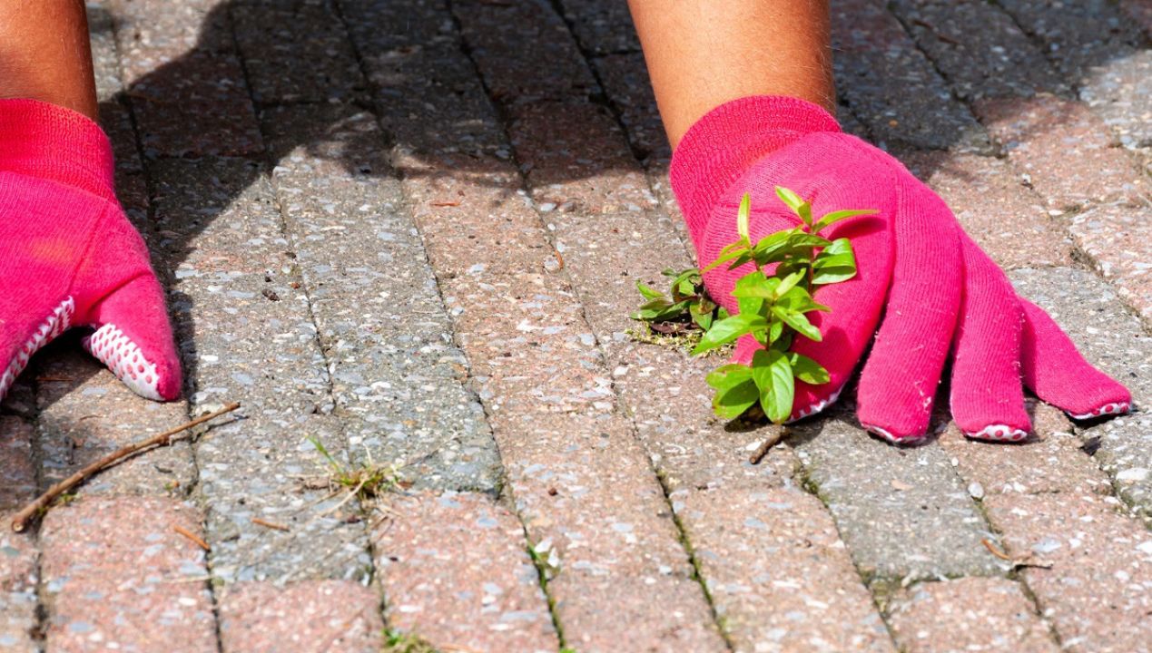 Najlepszy środek na chwasty znajdziesz w swojej kuchni. Zielsko szybko zniknie