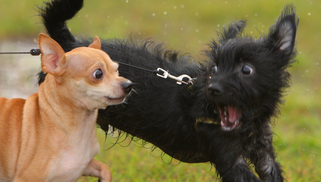 dlaczego pies szczeka na inne psy, fot. Gettyimages