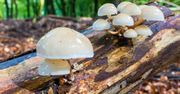 Choć wygląda jak z porcelany, lepiej go nie dotykać. Nietypowy grzyb rośnie w Polsce