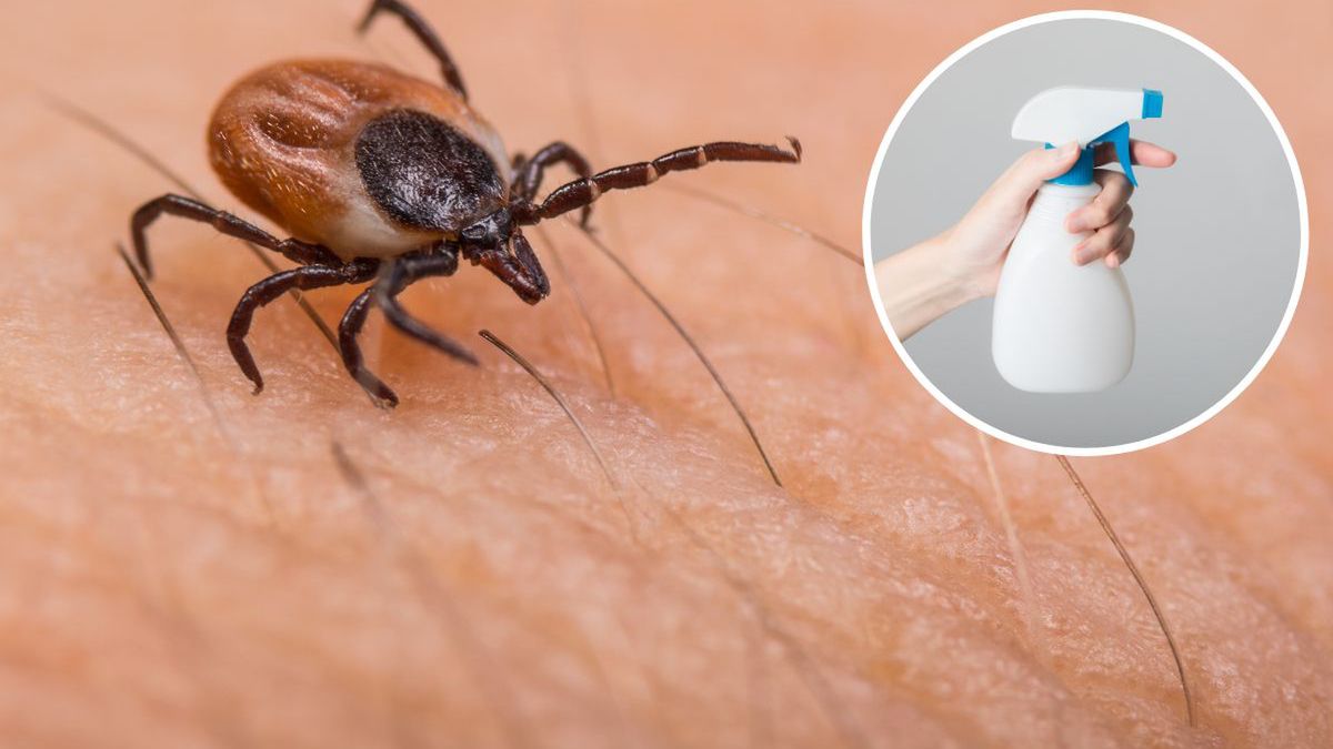 Kleszcze - jak sobie z nimi radzić? Fot. AdobeStock