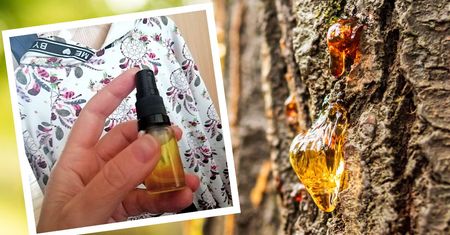Produkt za 9 zł to naturalny rozpuszczalnik. Plamy z żywicy znikną bez śladu