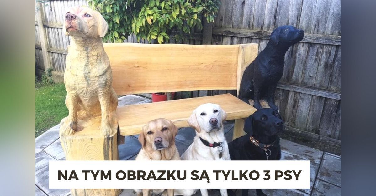 17 realistycznych, drewnianych rzeźb zwierząt. Tworzy je Brytyjczyk za pomocą piły łańcuchowej