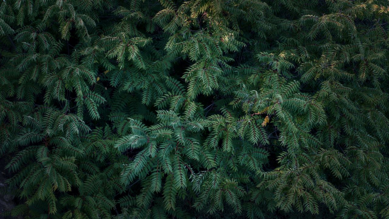 młode pędy sosny, fot. getty images