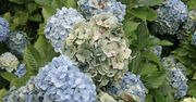 Wysyp pod krzak hortensji. Blaknące kwiaty szybko odzyskają dawny kolor