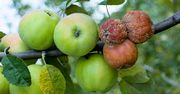 Sadownicy wiedzą co robić, aby jabłka nie gniły na drzewach. Da się temu zapobiec
